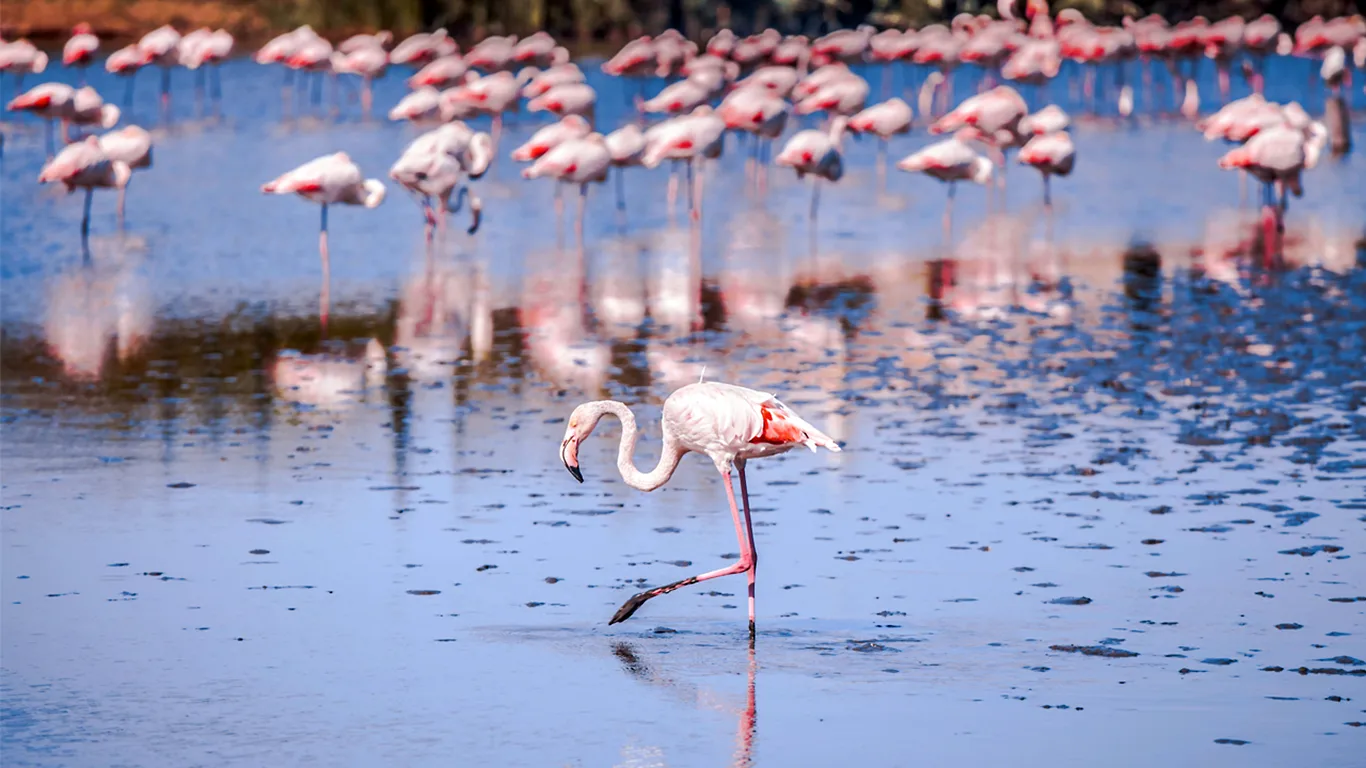 Salinas